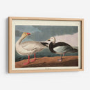Pl 381 Nieve Ganso - John James Audubon | Cuadro decorativo de Canvas Lab
