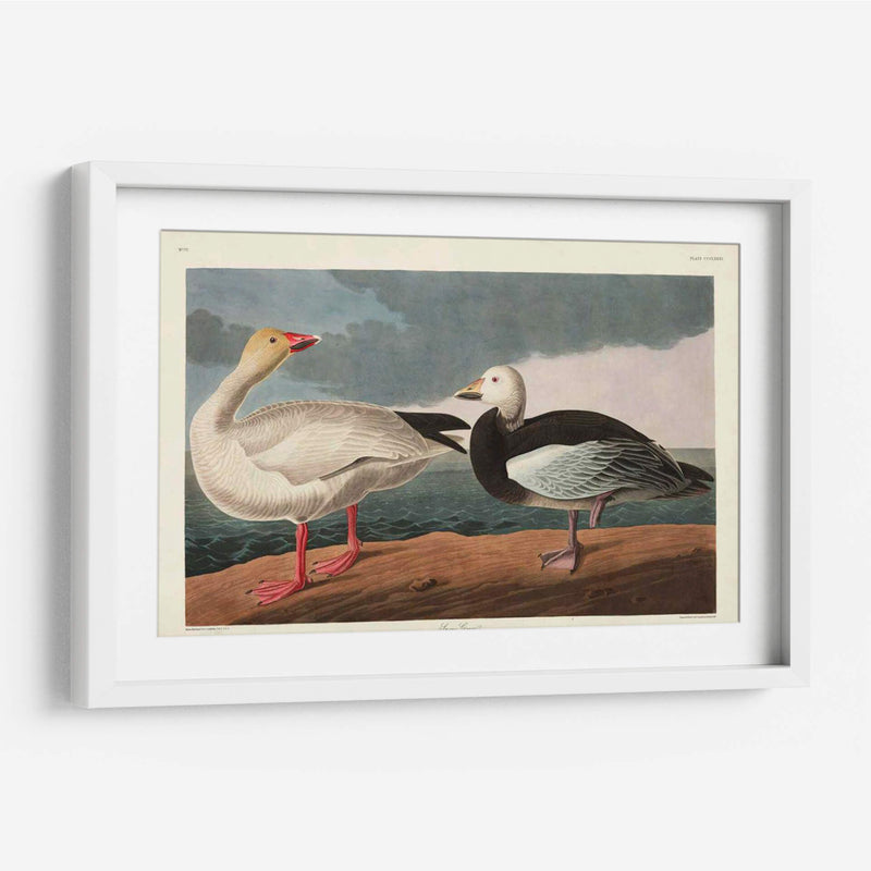 Pl 381 Nieve Ganso - John James Audubon | Cuadro decorativo de Canvas Lab
