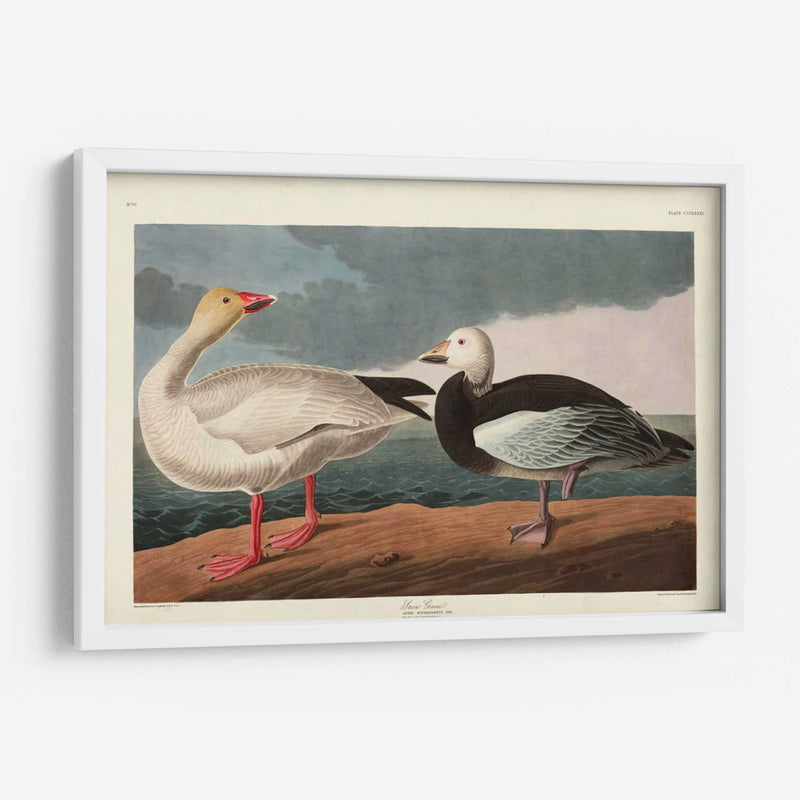 Pl 381 Nieve Ganso - John James Audubon | Cuadro decorativo de Canvas Lab