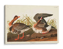Pl 286 Ganso Frontal Blanco - John James Audubon | Cuadro decorativo de Canvas Lab