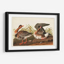 Pl 286 Ganso Frontal Blanco - John James Audubon | Cuadro decorativo de Canvas Lab
