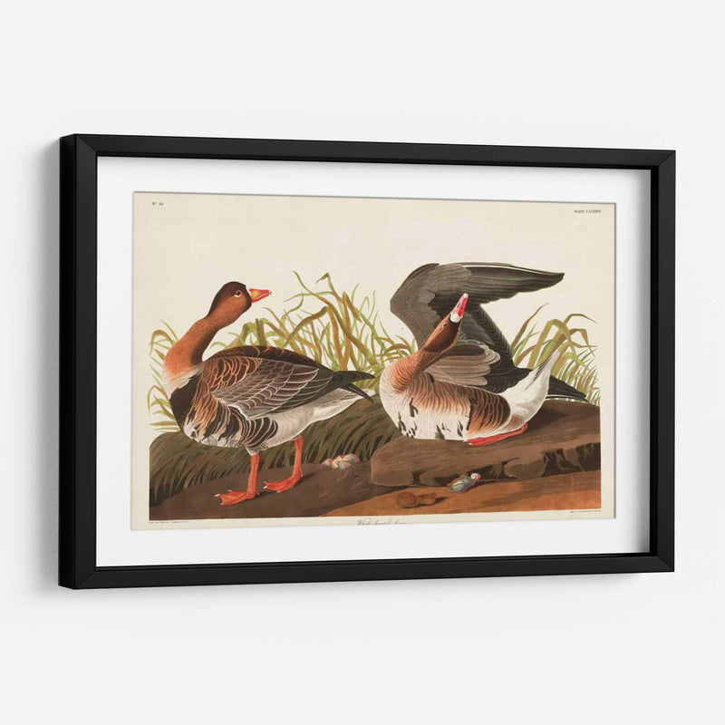 Pl 286 Ganso Frontal Blanco - John James Audubon | Cuadro decorativo de Canvas Lab