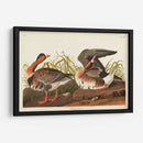 Pl 286 Ganso Frontal Blanco - John James Audubon | Cuadro decorativo de Canvas Lab
