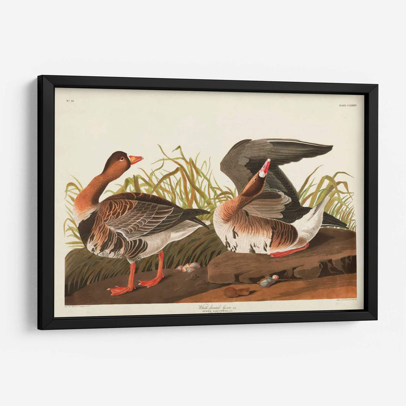 Pl 286 Ganso Frontal Blanco - John James Audubon | Cuadro decorativo de Canvas Lab