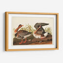 Pl 286 Ganso Frontal Blanco - John James Audubon | Cuadro decorativo de Canvas Lab