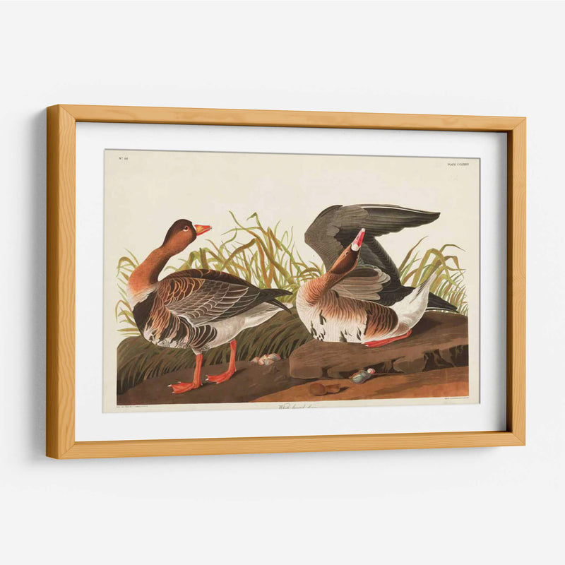 Pl 286 Ganso Frontal Blanco - John James Audubon | Cuadro decorativo de Canvas Lab