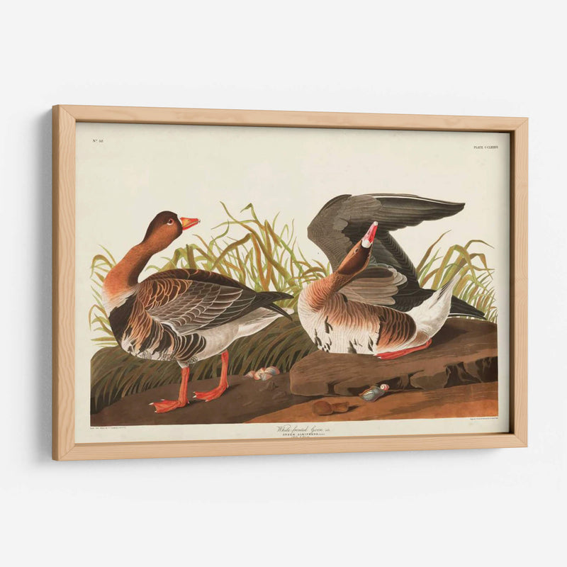 Pl 286 Ganso Frontal Blanco - John James Audubon | Cuadro decorativo de Canvas Lab