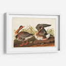 Pl 286 Ganso Frontal Blanco - John James Audubon | Cuadro decorativo de Canvas Lab