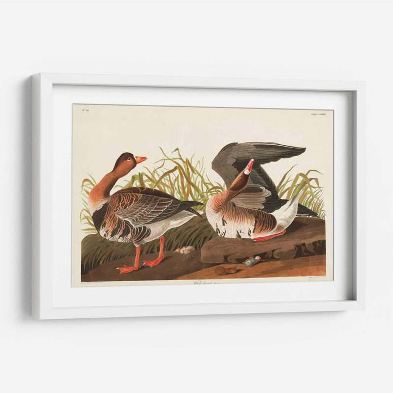 Pl 286 Ganso Frontal Blanco - John James Audubon | Cuadro decorativo de Canvas Lab