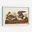 Pl 286 Ganso Frontal Blanco - John James Audubon | Cuadro decorativo de Canvas Lab