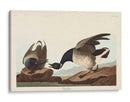 Pl 391 Brant Ganso - John James Audubon | Cuadro decorativo de Canvas Lab