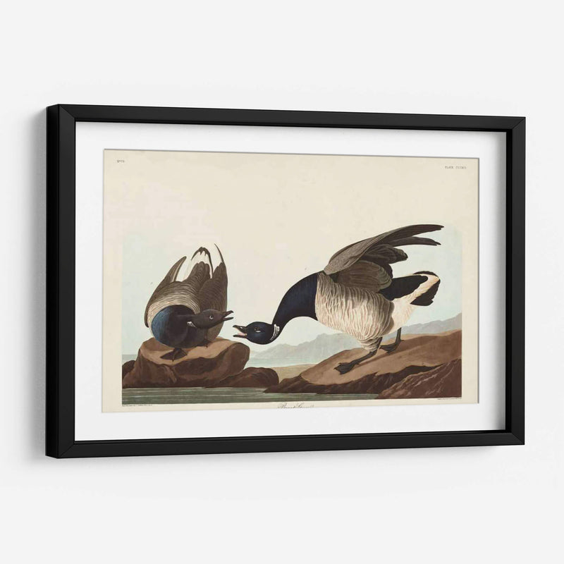 Pl 391 Brant Ganso - John James Audubon | Cuadro decorativo de Canvas Lab
