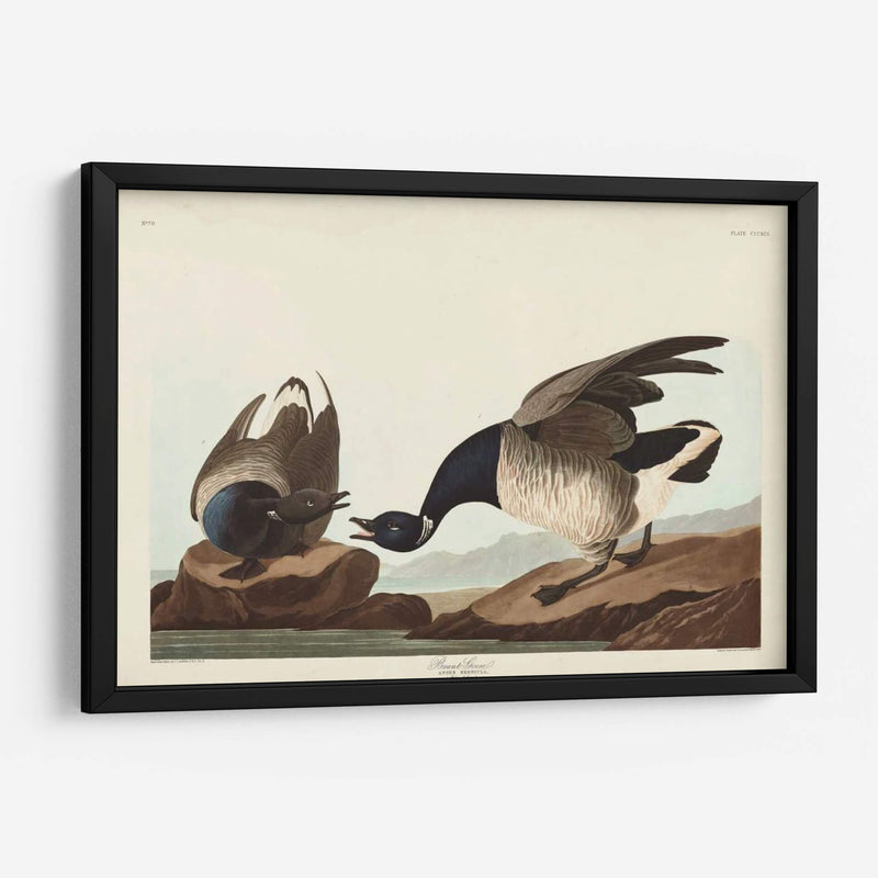 Pl 391 Brant Ganso - John James Audubon | Cuadro decorativo de Canvas Lab