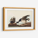 Pl 391 Brant Ganso - John James Audubon | Cuadro decorativo de Canvas Lab