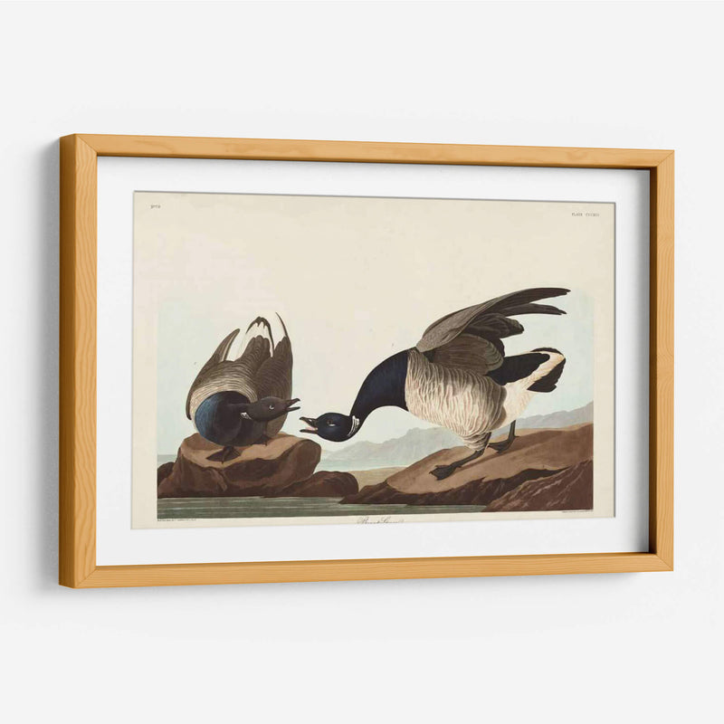 Pl 391 Brant Ganso - John James Audubon | Cuadro decorativo de Canvas Lab