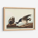 Pl 391 Brant Ganso - John James Audubon | Cuadro decorativo de Canvas Lab