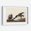Pl 391 Brant Ganso - John James Audubon | Cuadro decorativo de Canvas Lab