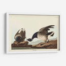 Pl 391 Brant Ganso - John James Audubon | Cuadro decorativo de Canvas Lab