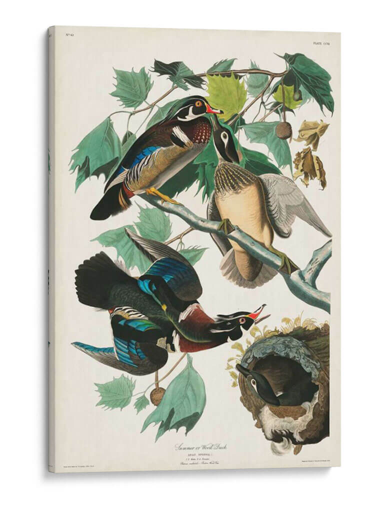 Pl 206 Pato De Madera - John James Audubon | Cuadro decorativo de Canvas Lab