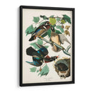 Pl 206 Pato De Madera - John James Audubon | Cuadro decorativo de Canvas Lab