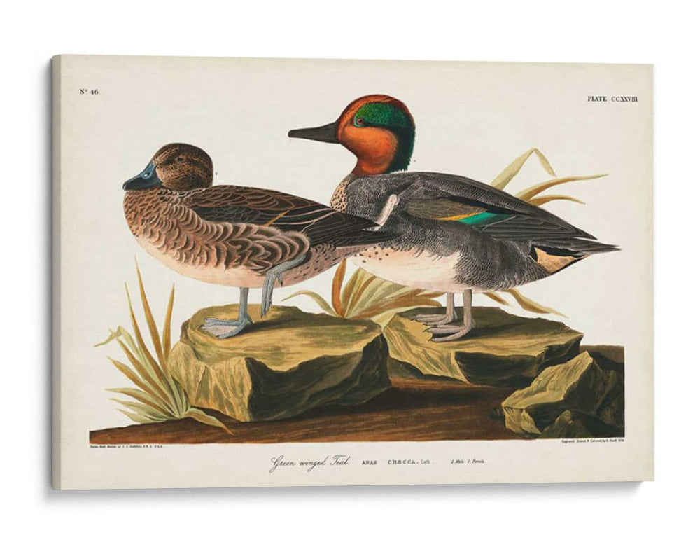 Pl 228 Teal De Alas Verdes - John James Audubon | Cuadro decorativo de Canvas Lab