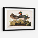 Pl 228 Teal De Alas Verdes - John James Audubon | Cuadro decorativo de Canvas Lab