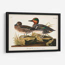 Pl 228 Teal De Alas Verdes - John James Audubon | Cuadro decorativo de Canvas Lab