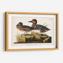 Pl 228 Teal De Alas Verdes - John James Audubon | Cuadro decorativo de Canvas Lab