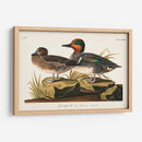 Pl 228 Teal De Alas Verdes - John James Audubon | Cuadro decorativo de Canvas Lab