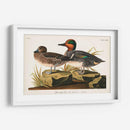 Pl 228 Teal De Alas Verdes - John James Audubon | Cuadro decorativo de Canvas Lab