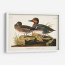 Pl 228 Teal De Alas Verdes - John James Audubon | Cuadro decorativo de Canvas Lab