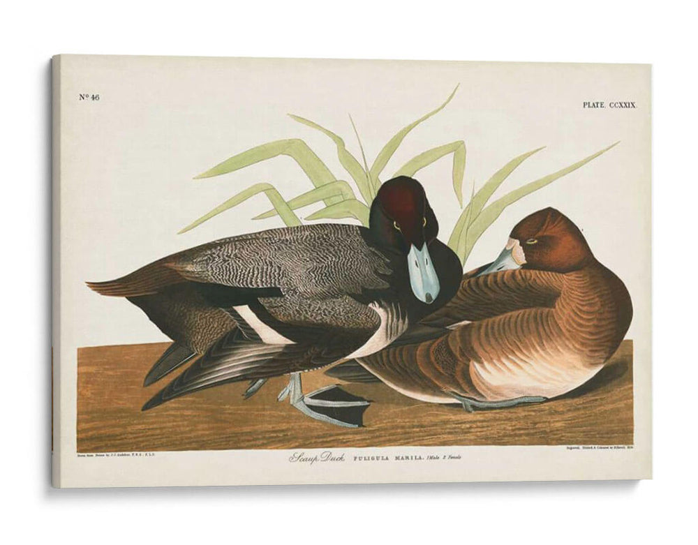 Pl 229 Scaup Pato - John James Audubon | Cuadro decorativo de Canvas Lab