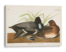 Pl 229 Scaup Pato - John James Audubon | Cuadro decorativo de Canvas Lab