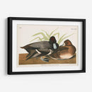 Pl 229 Scaup Pato - John James Audubon | Cuadro decorativo de Canvas Lab