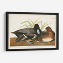 Pl 229 Scaup Pato - John James Audubon | Cuadro decorativo de Canvas Lab