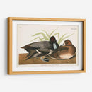 Pl 229 Scaup Pato - John James Audubon | Cuadro decorativo de Canvas Lab