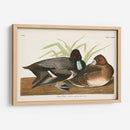 Pl 229 Scaup Pato - John James Audubon | Cuadro decorativo de Canvas Lab