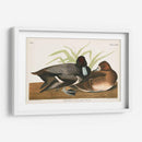 Pl 229 Scaup Pato - John James Audubon | Cuadro decorativo de Canvas Lab