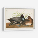 Pl 229 Scaup Pato - John James Audubon | Cuadro decorativo de Canvas Lab