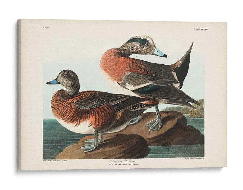 Pl 345 American Widgeon - John James Audubon | Cuadro decorativo de Canvas Lab