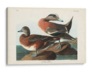 Pl 345 American Widgeon - John James Audubon | Cuadro decorativo de Canvas Lab
