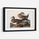 Pl 345 American Widgeon - John James Audubon | Cuadro decorativo de Canvas Lab