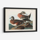 Pl 345 American Widgeon - John James Audubon | Cuadro decorativo de Canvas Lab