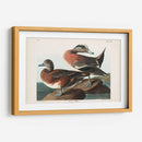 Pl 345 American Widgeon - John James Audubon | Cuadro decorativo de Canvas Lab