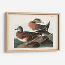 Pl 345 American Widgeon - John James Audubon | Cuadro decorativo de Canvas Lab
