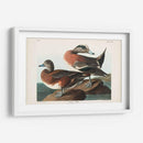 Pl 345 American Widgeon - John James Audubon | Cuadro decorativo de Canvas Lab