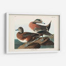 Pl 345 American Widgeon - John James Audubon | Cuadro decorativo de Canvas Lab