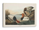 Pat 301 Pato De Respaldo De Lona - John James Audubon | Cuadro decorativo de Canvas Lab