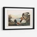 Pat 301 Pato De Respaldo De Lona - John James Audubon | Cuadro decorativo de Canvas Lab