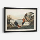 Pat 301 Pato De Respaldo De Lona - John James Audubon | Cuadro decorativo de Canvas Lab